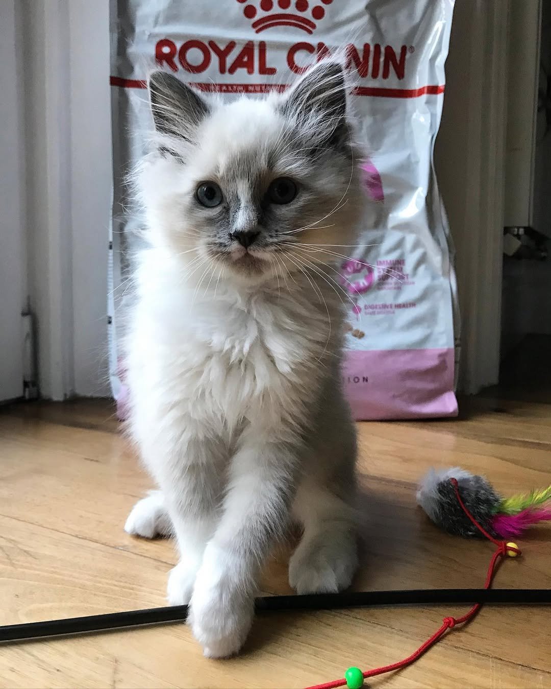 Gatito Ragdoll
