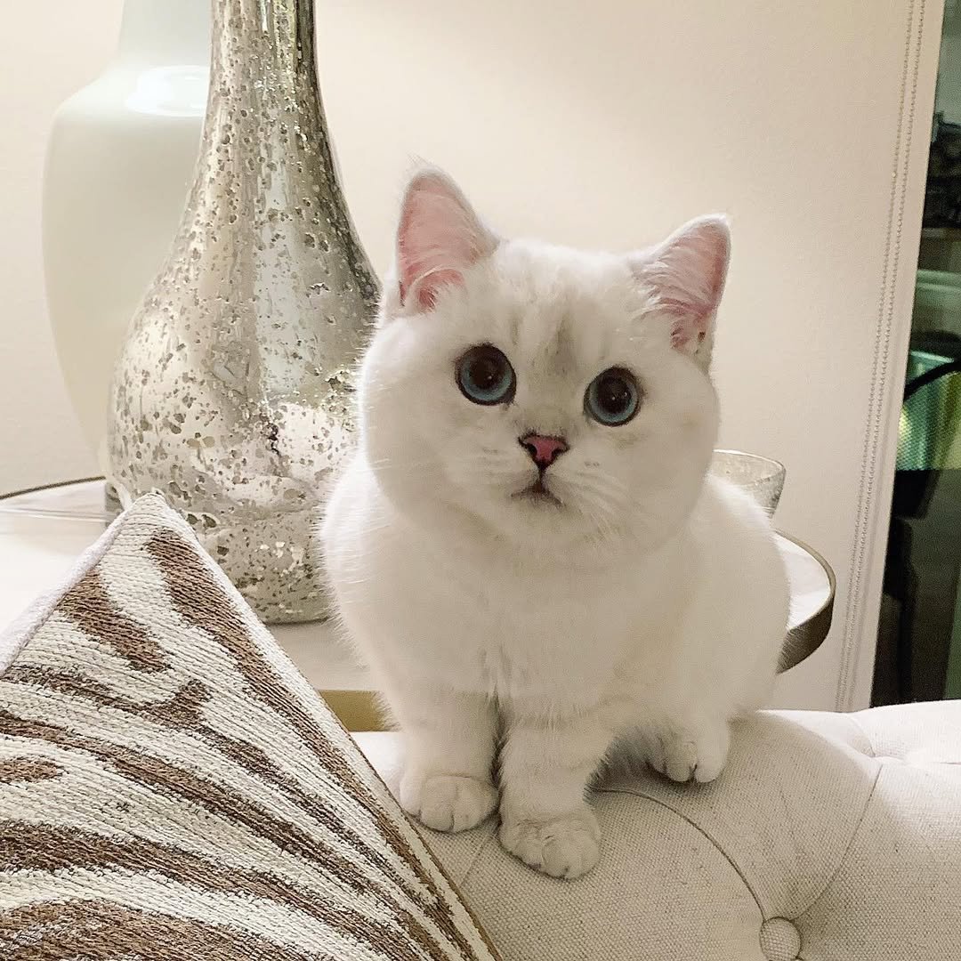 Gatito British Shorthair