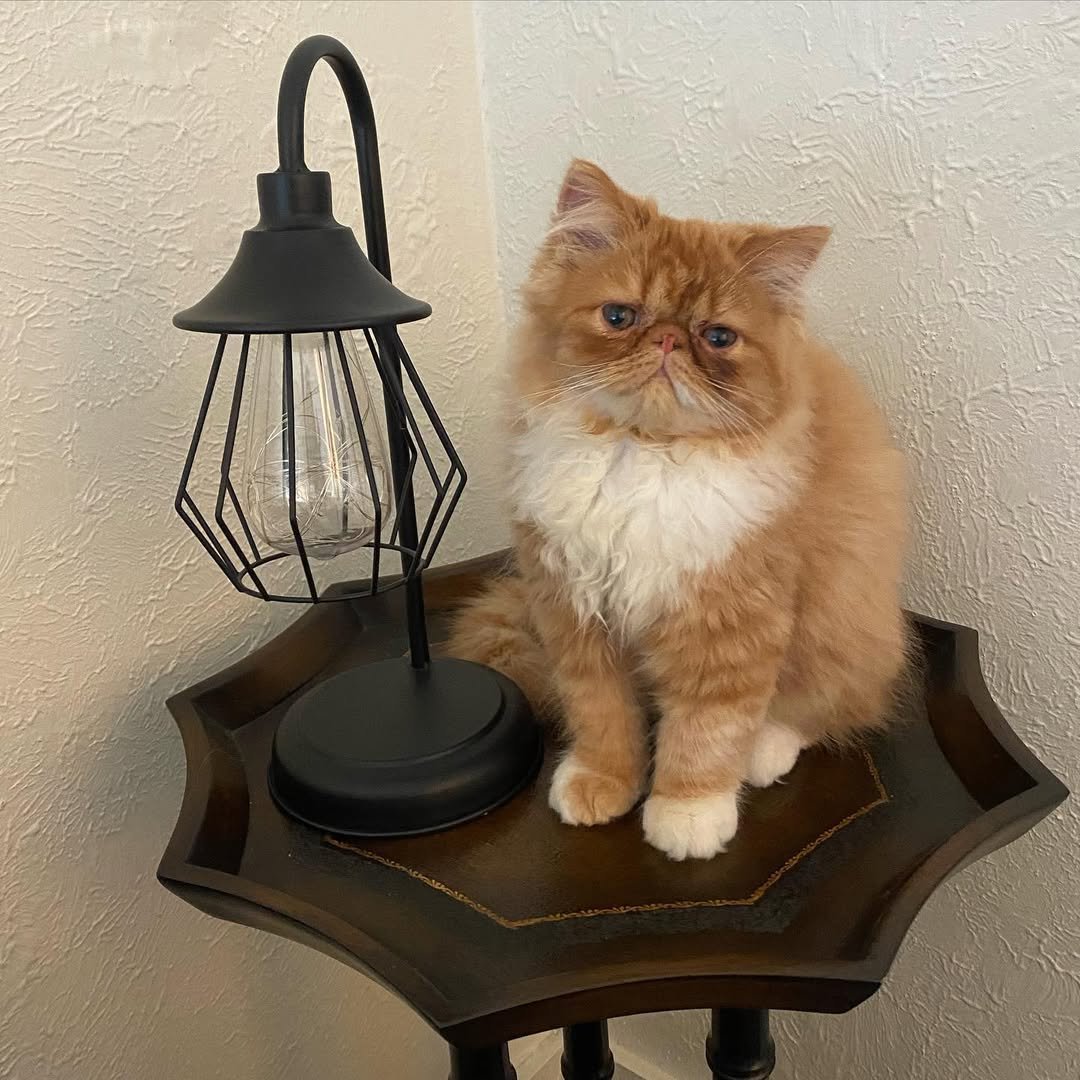 Gatito Persa