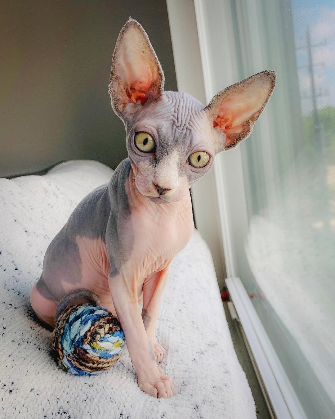 Gatito Sphynx