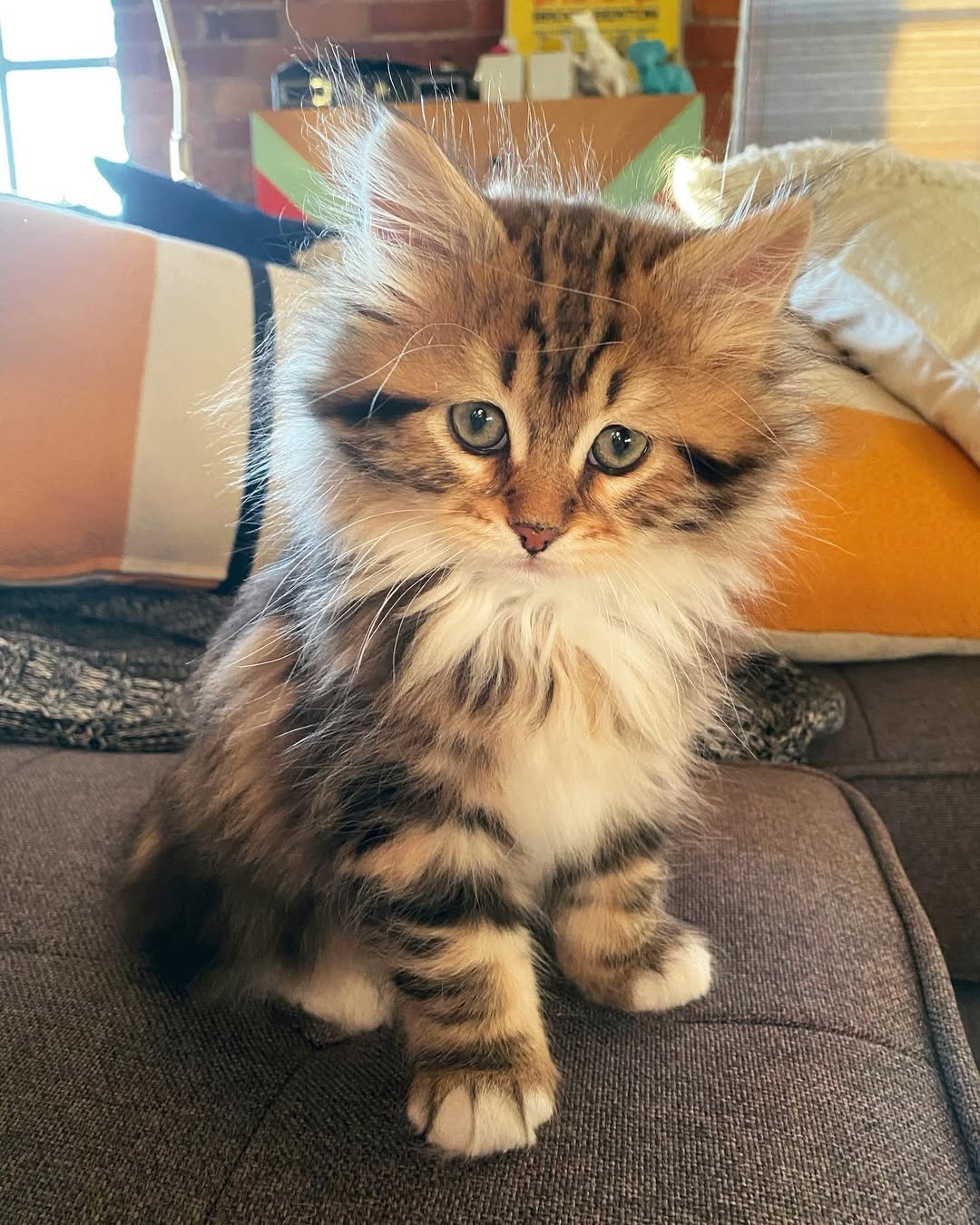 Gatito de Gatitos Elite